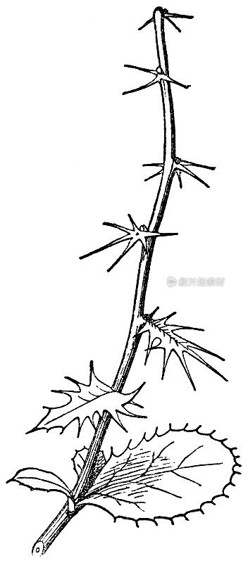 19世纪普通小檗(Berberis Vulgaris)灌木的茎部，从叶子到刺的转变